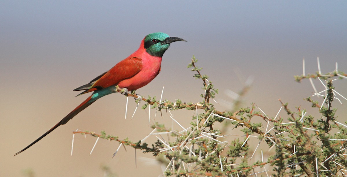 Northern Carmine Bee-eater - ML32401441