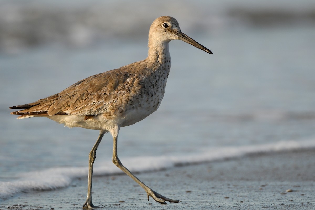 Willet - ML324014911