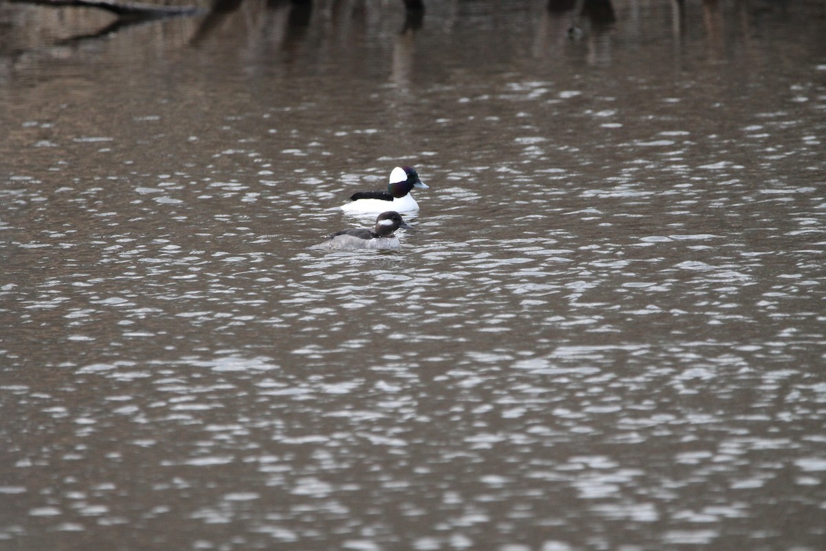 Bufflehead - Trent Massey