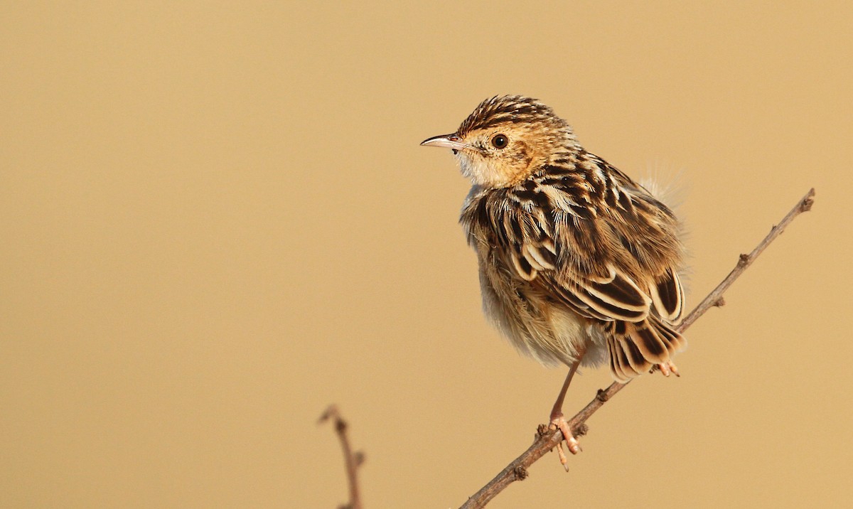 Pectoral-patch Cisticola - ML32401611