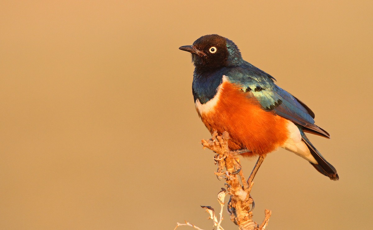 Superb Starling - Luke Seitz