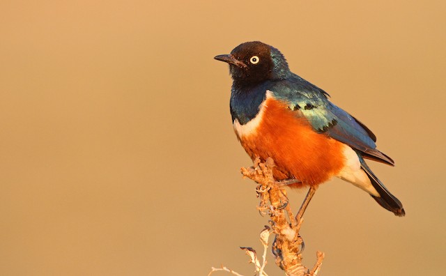 Superb Starling