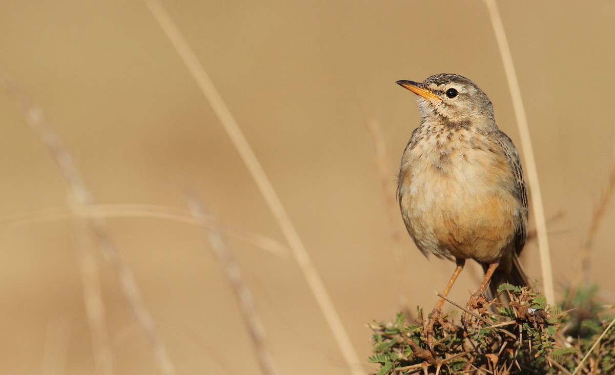 Pipit à dos uni - ML32401671