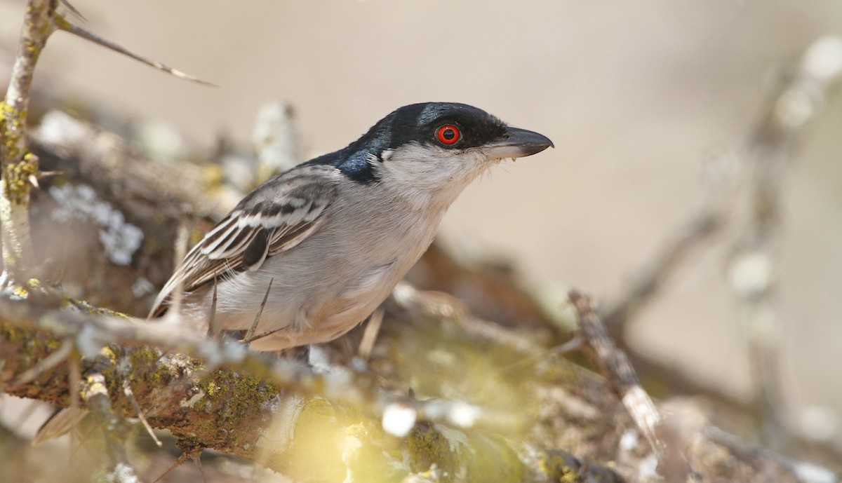 Pringle's Puffback - Luke Seitz