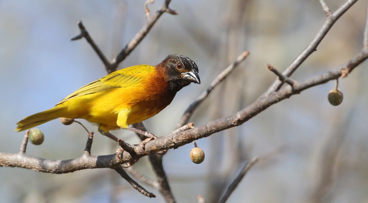 Juba Weaver - ML32401711