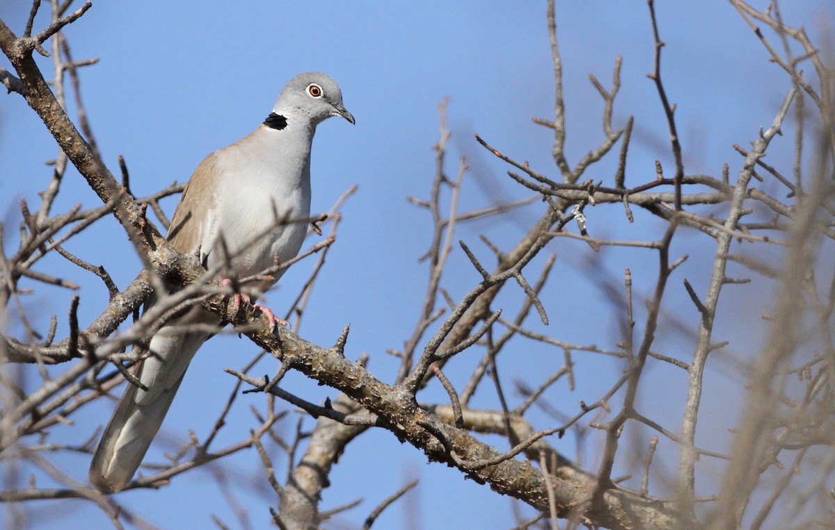 White-winged Collared-Dove - Luke Seitz