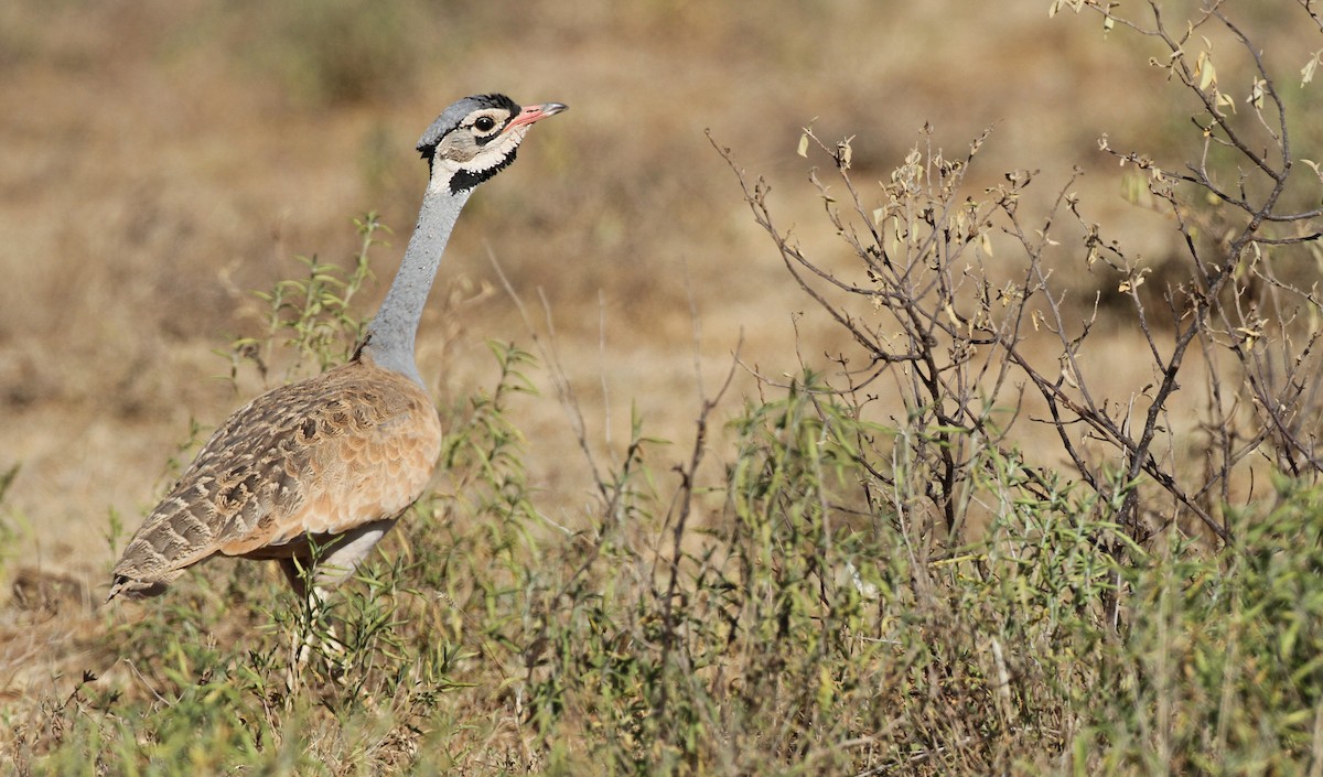 White-bellied Bustard - ML32401871