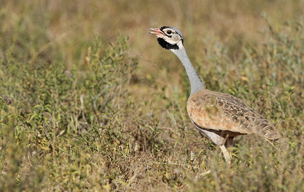 White-bellied Bustard - Luke Seitz