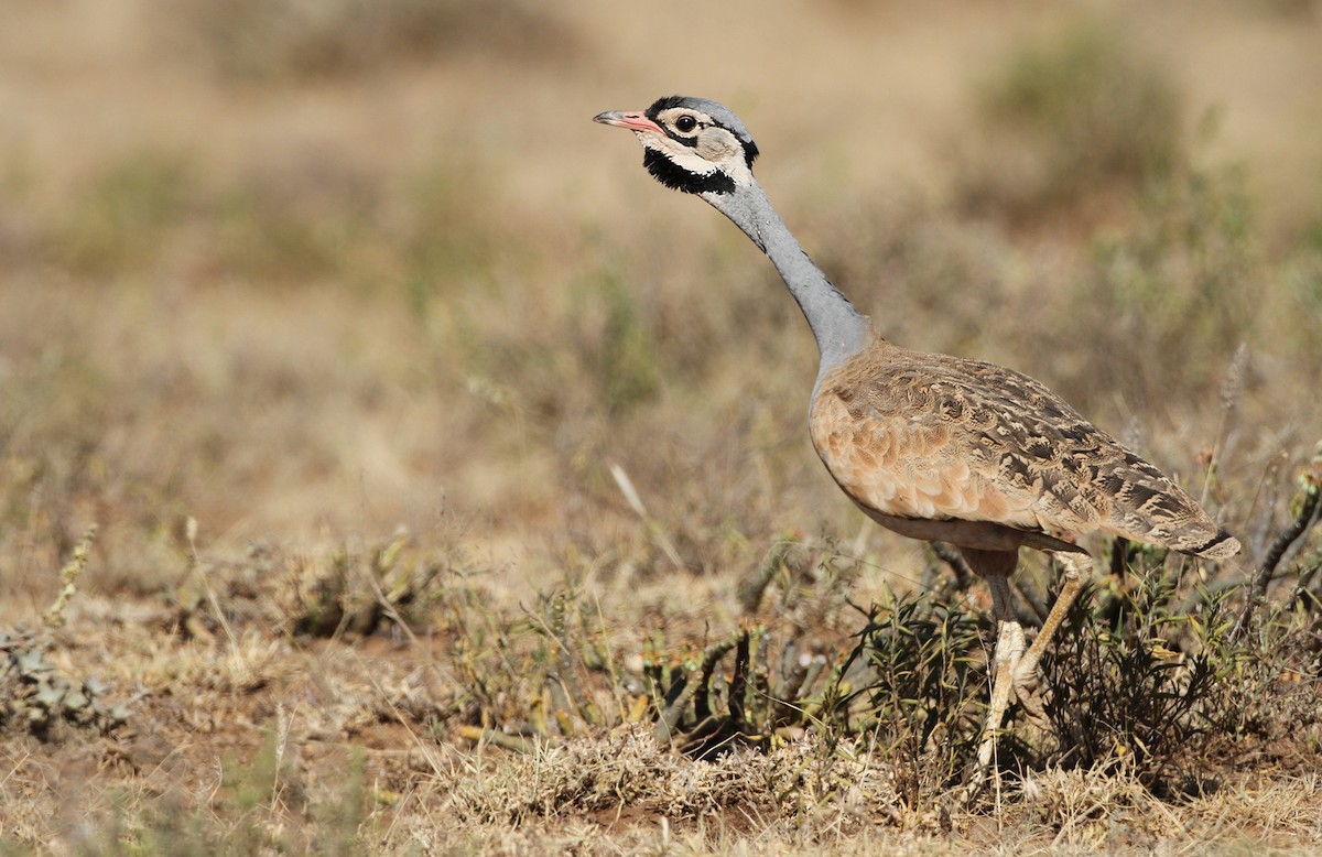 White-bellied Bustard - Luke Seitz