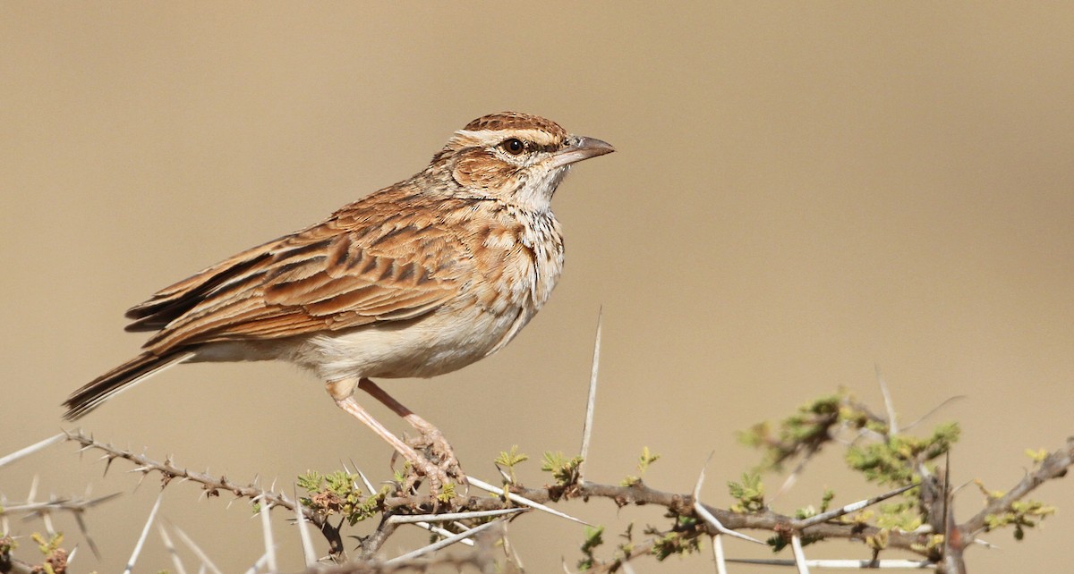 Fawn-colored Lark (Foxy) - Luke Seitz