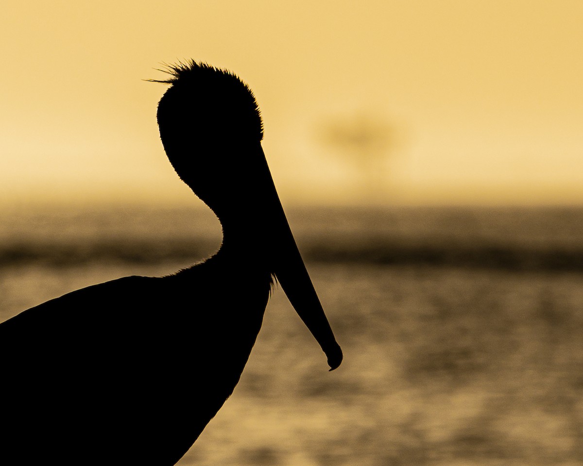 Brown Pelican - ML324019401