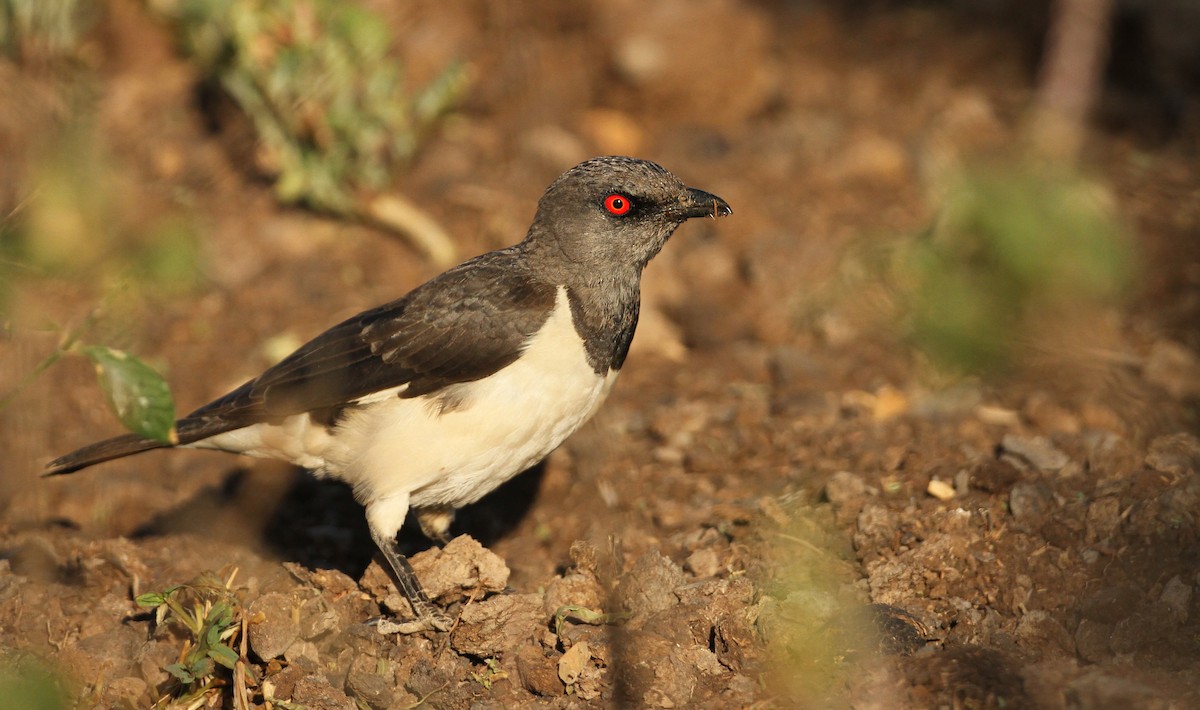 Magpie Starling - Luke Seitz