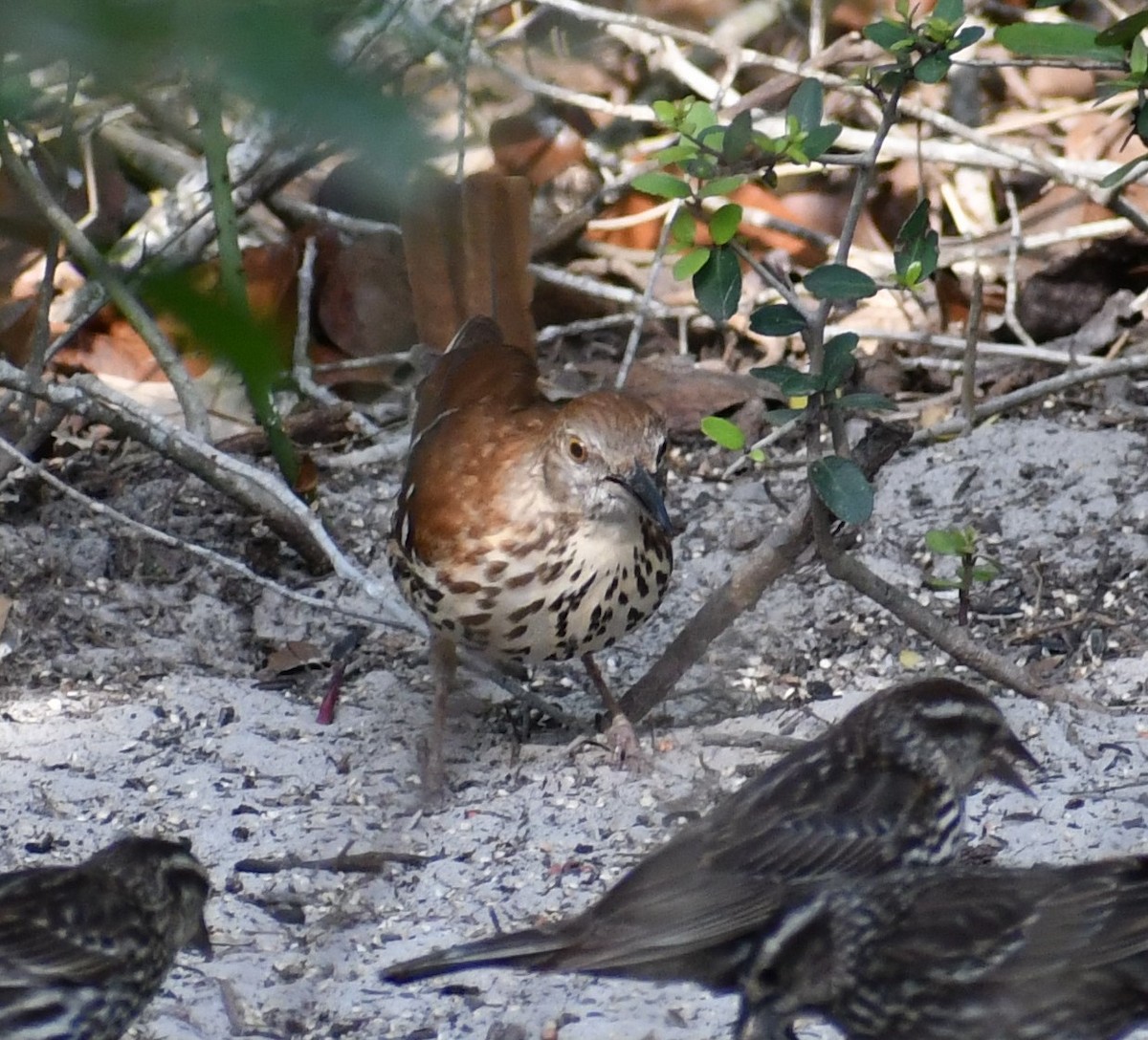 Рыжий пересмешник - ML324020581