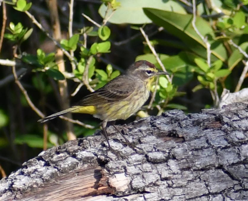 Palm Warbler - ML324020731