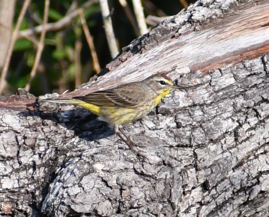 Palm Warbler - ML324020741