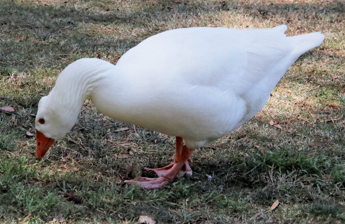 goose sp. - ML324022281