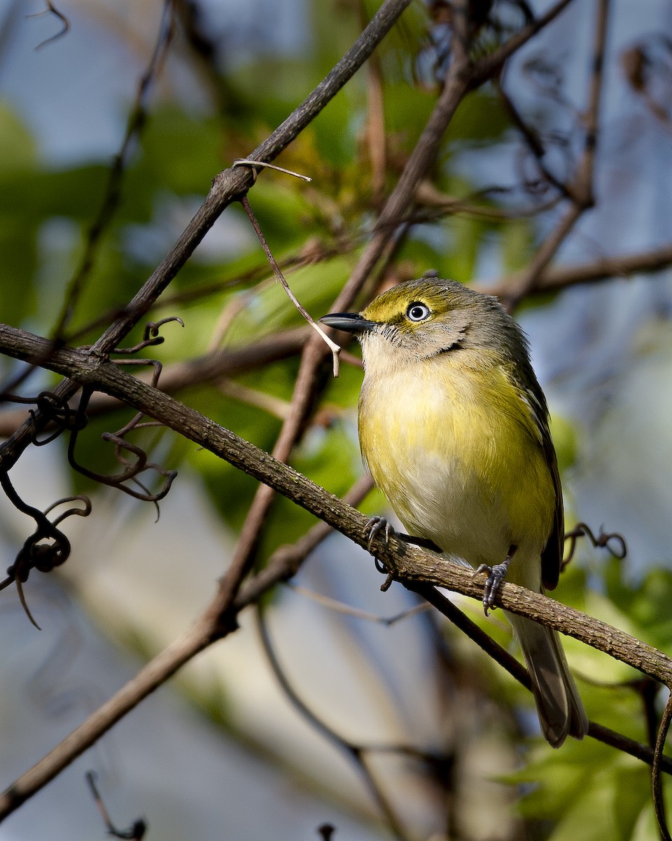 Ak Gözlü Vireo - ML324023831