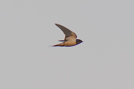 Barn Swallow - ML324033471