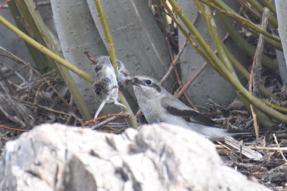 Northern Shrike - ML324033741