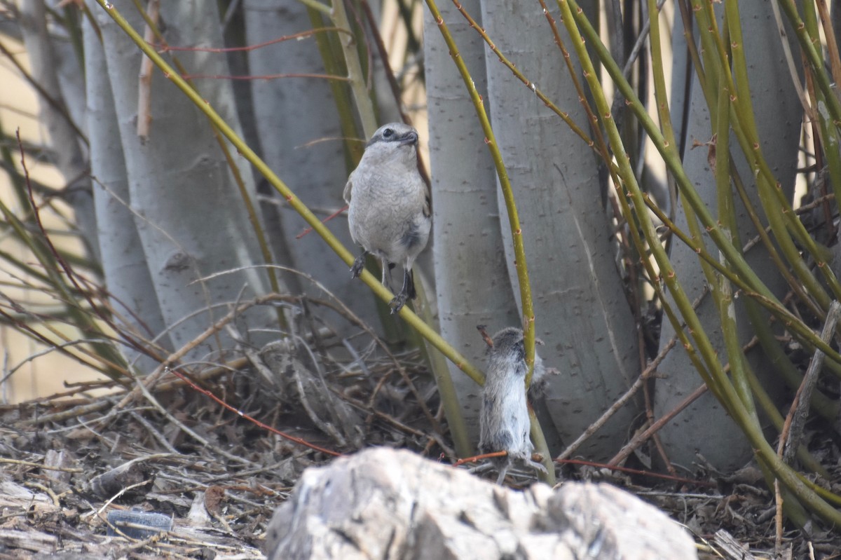 Northern Shrike - ML324033761