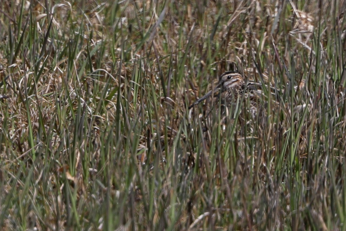 Wilson's Snipe - Julie Blue