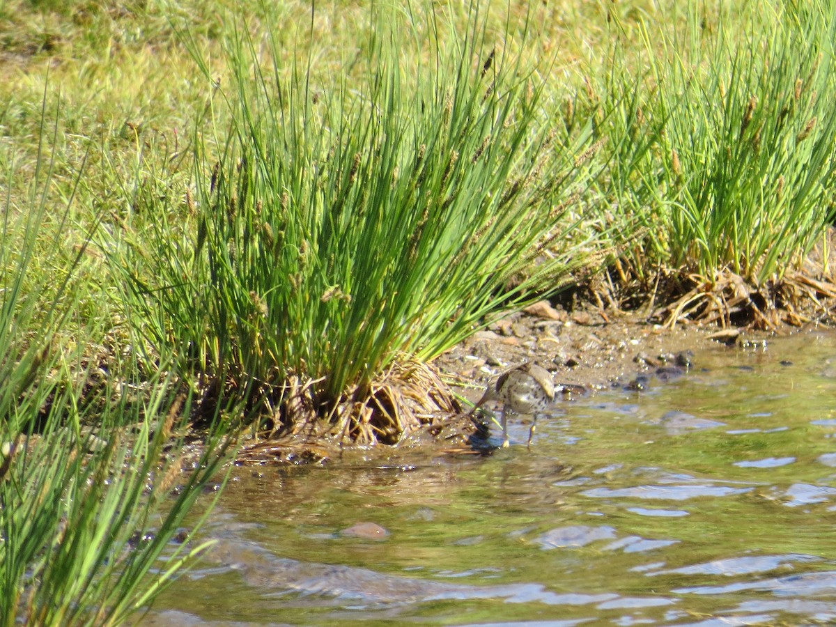flekksnipe - ML32403461