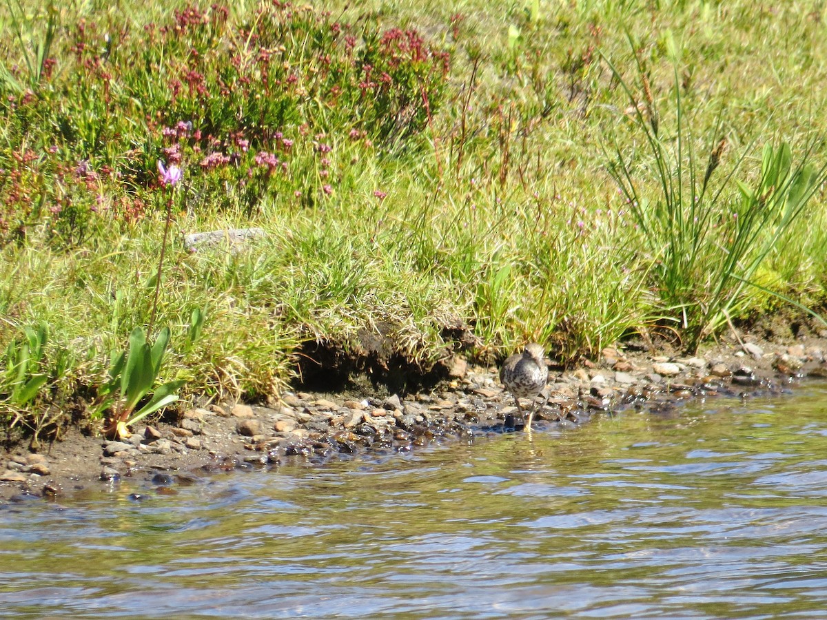flekksnipe - ML32403481