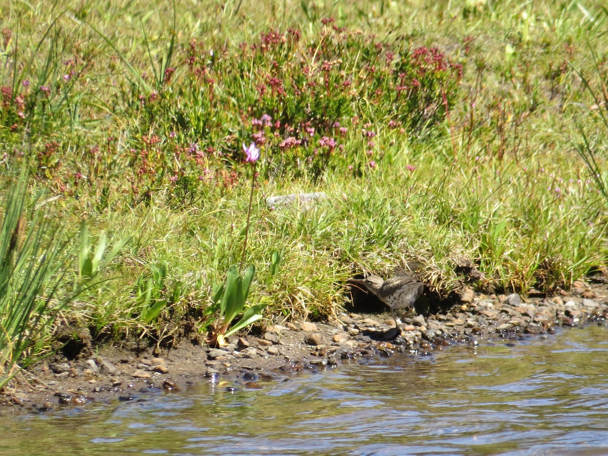 flekksnipe - ML32403501