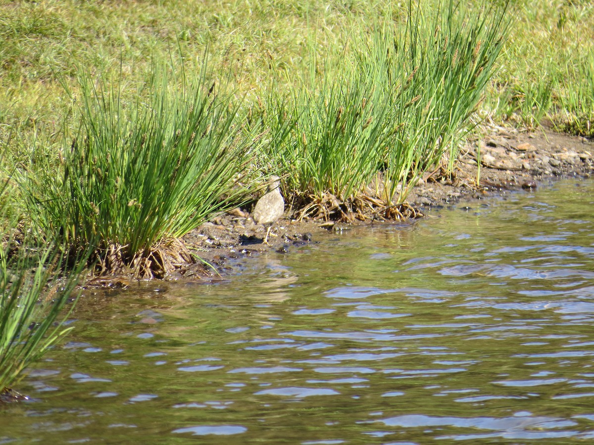 flekksnipe - ML32403531