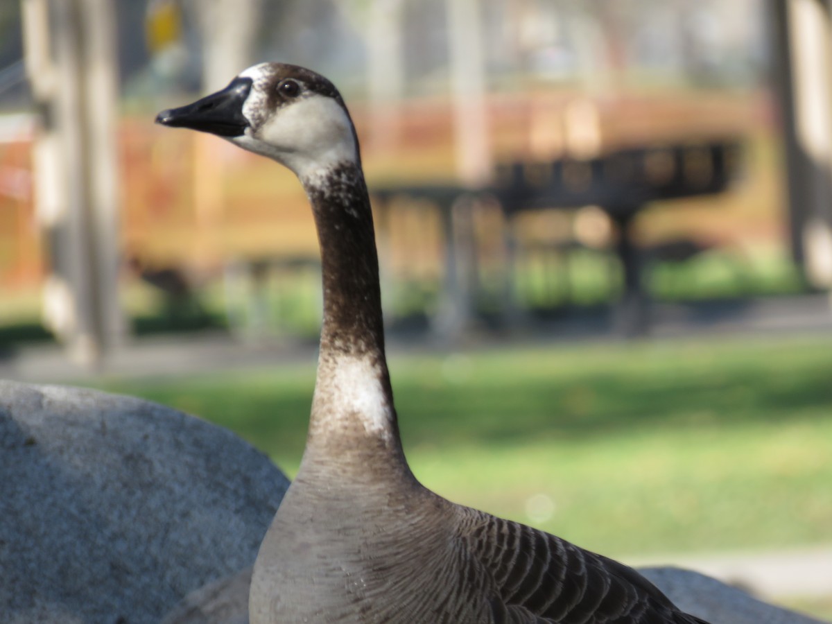 Antzara/Branta sp. - ML324035451