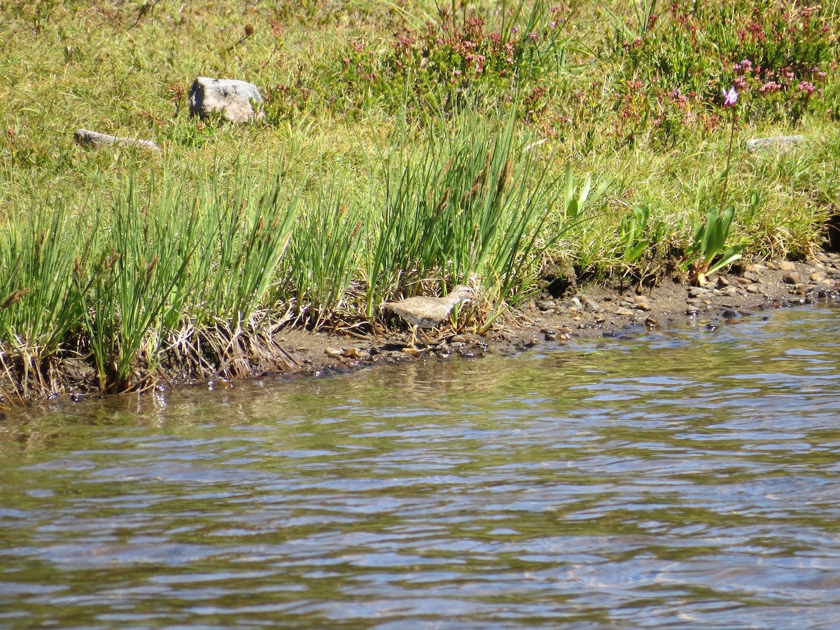 flekksnipe - ML32403551