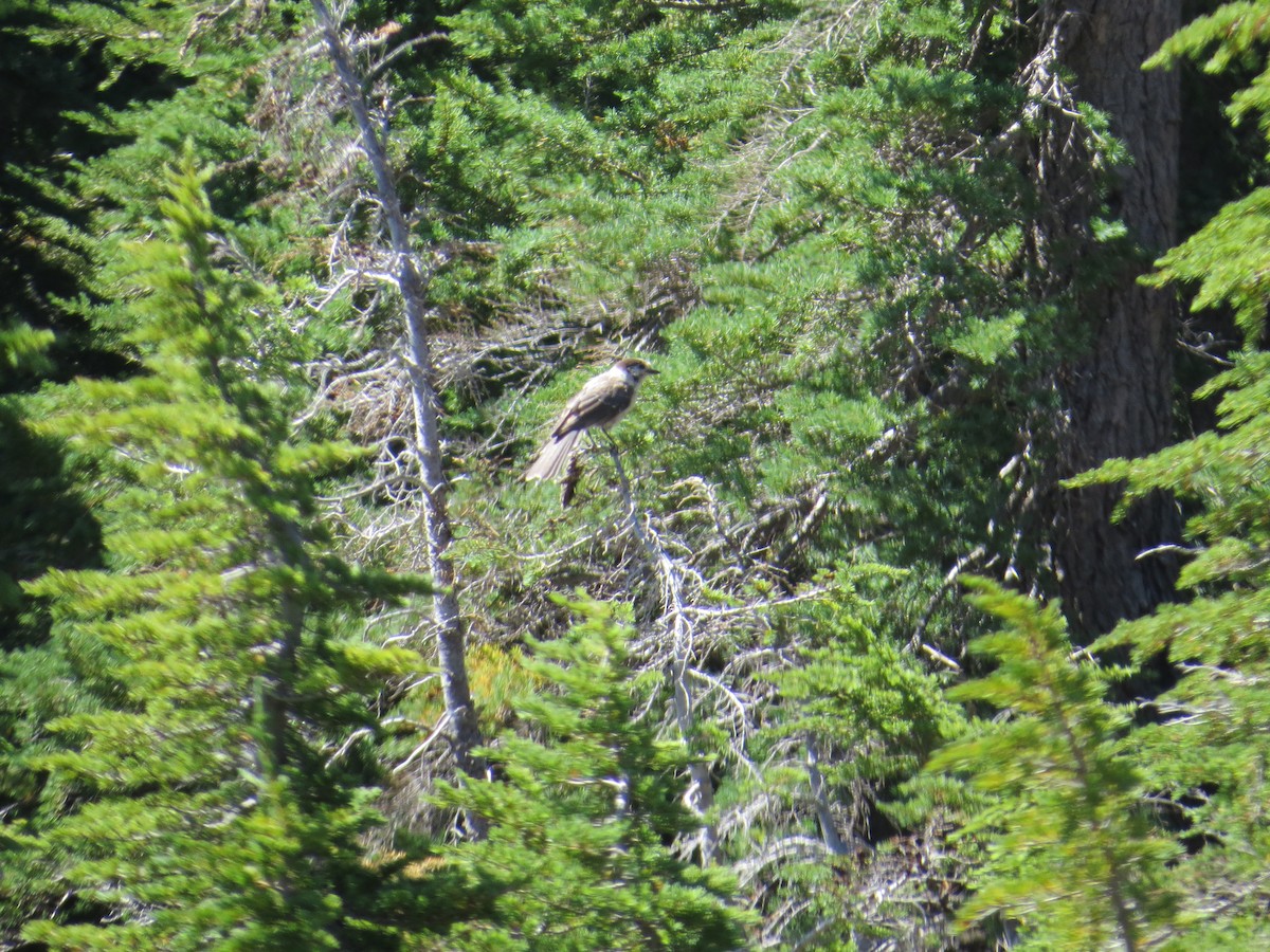 gråskrike - ML32403571