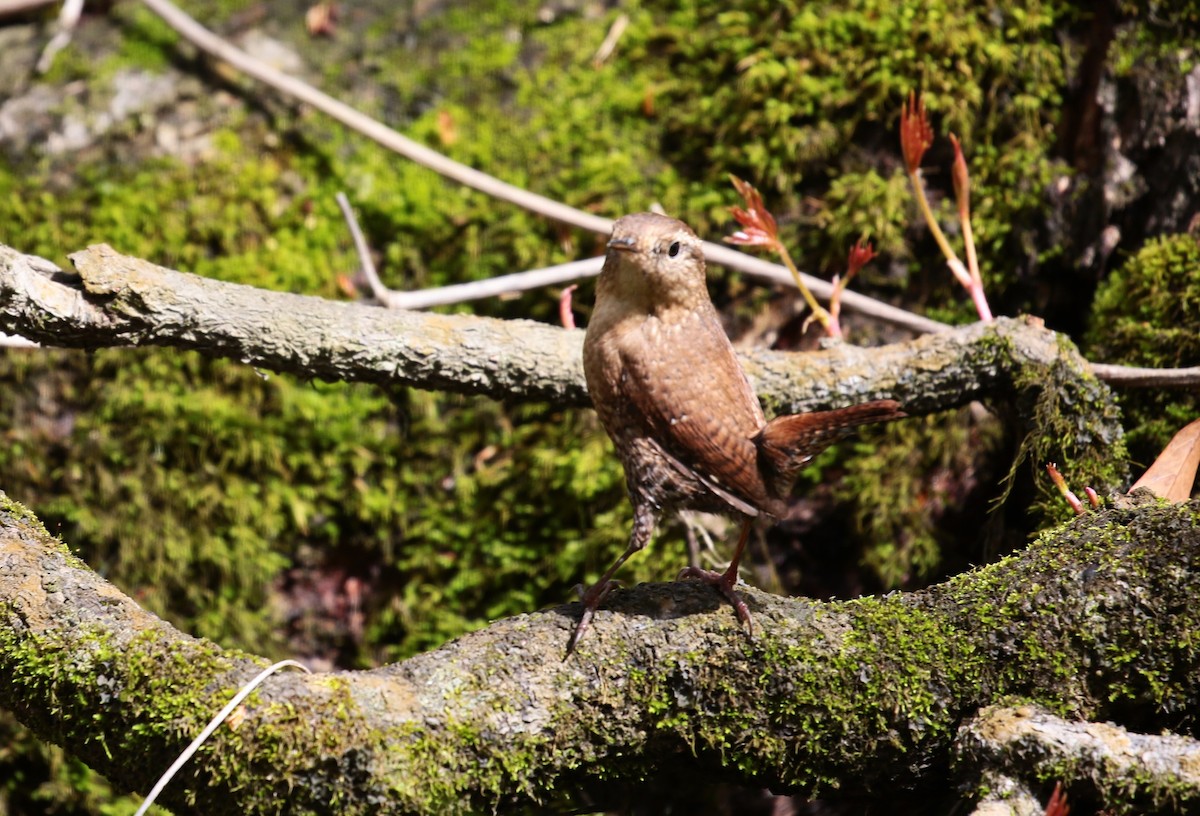 Winter Wren - Margareta Wieser