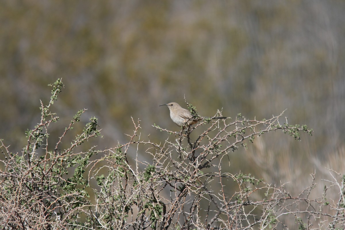 LeConte's Thrasher - ML32403801