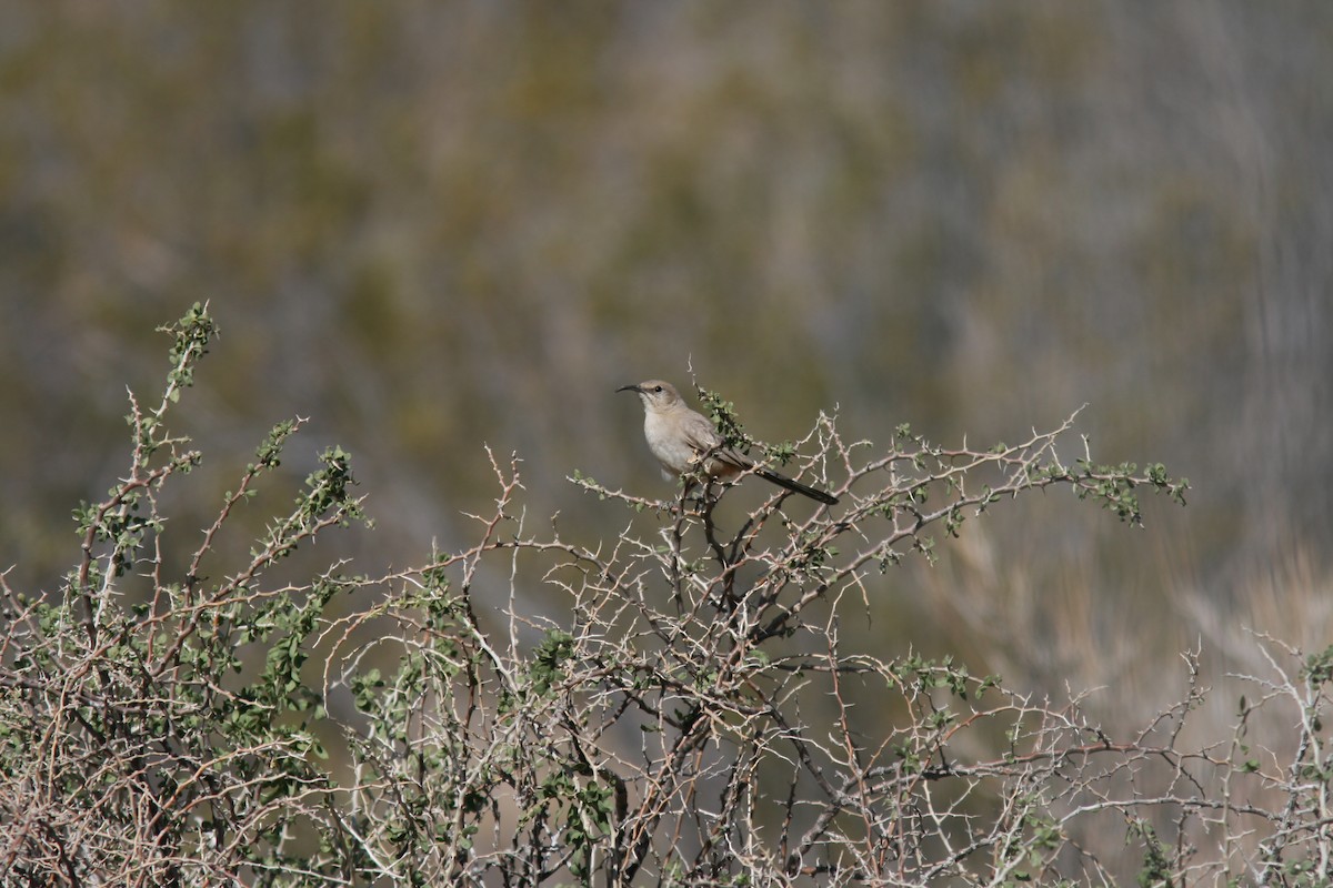 LeConte's Thrasher - ML32403811