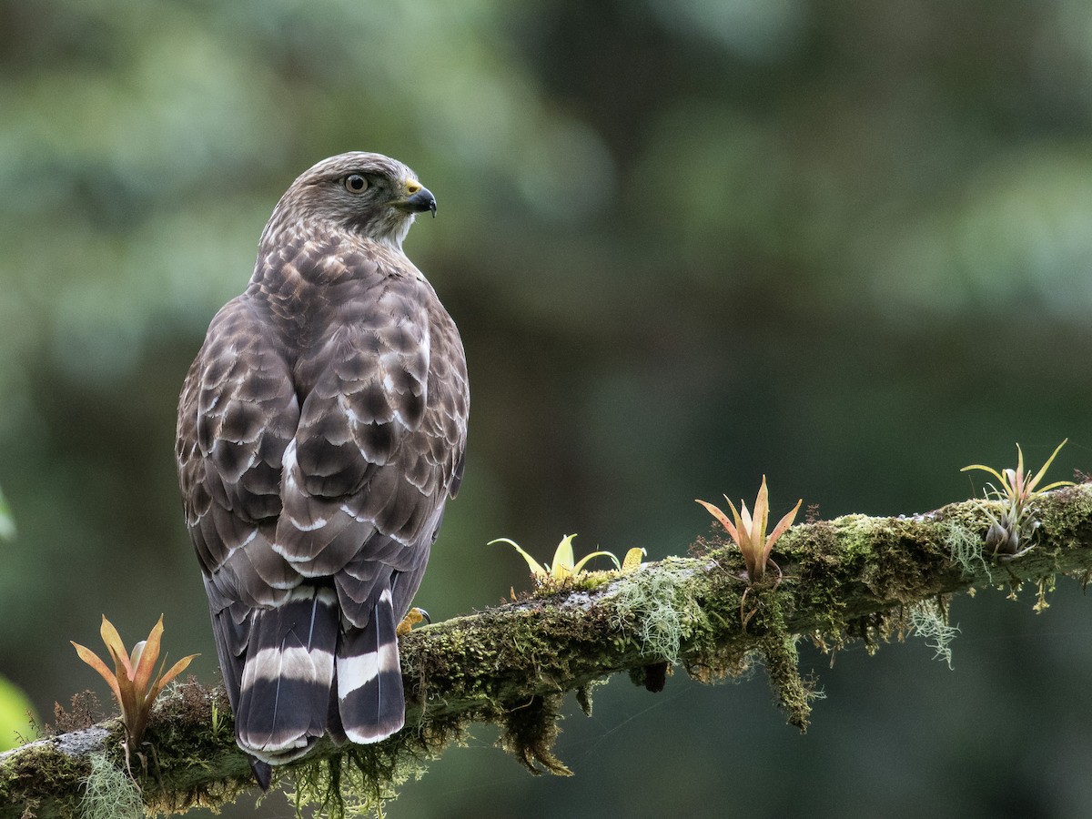 Broad-winged Hawk - ML324039371