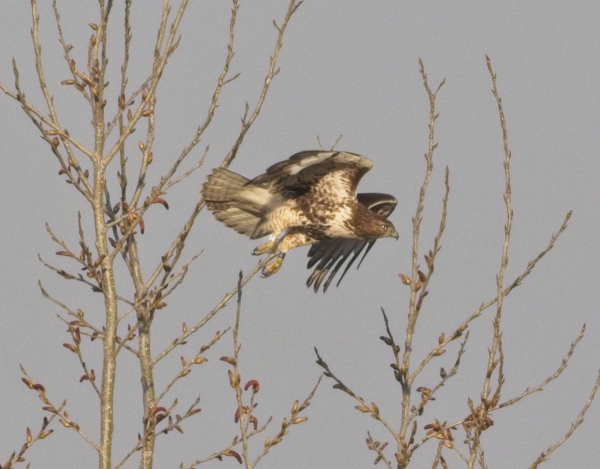 Red-tailed Hawk - ML324041821