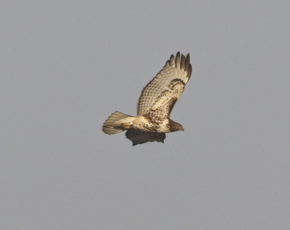 Red-tailed Hawk - ML324041831