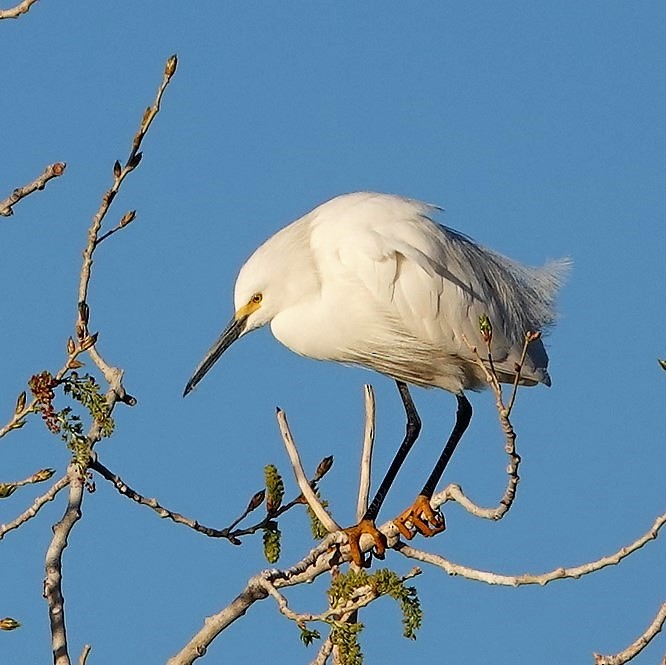 Snowy Egret - John "Lefty" Arnold