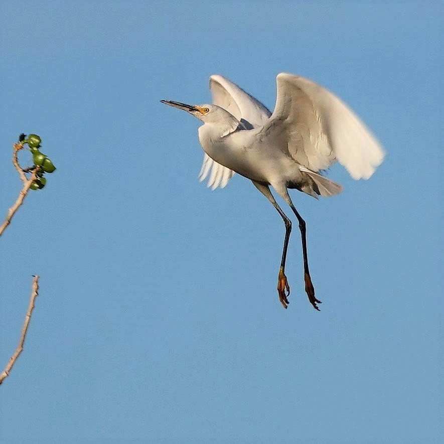 Snowy Egret - John "Lefty" Arnold