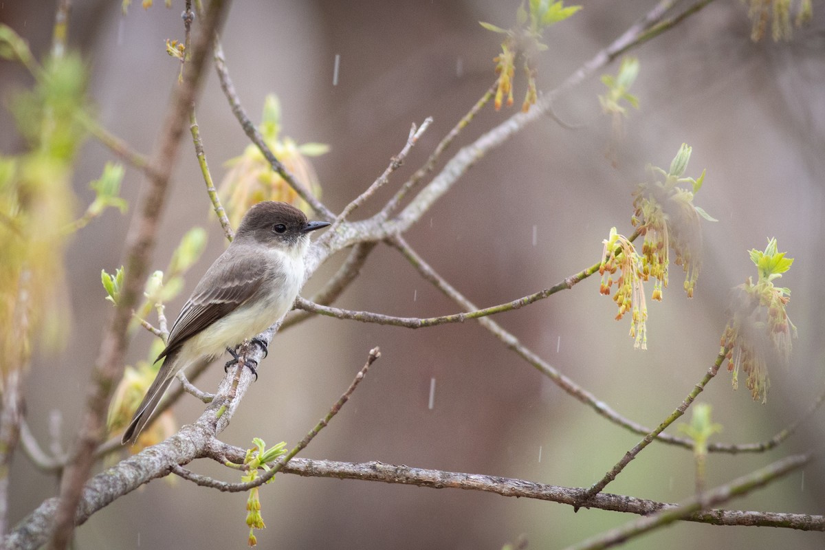 Eastern Phoebe - ML324042981