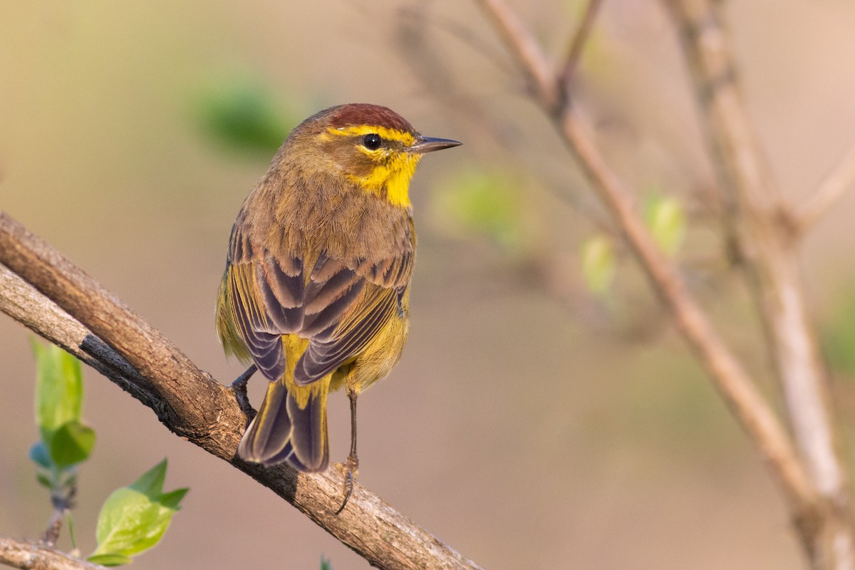 Palm Warbler - ML324043731