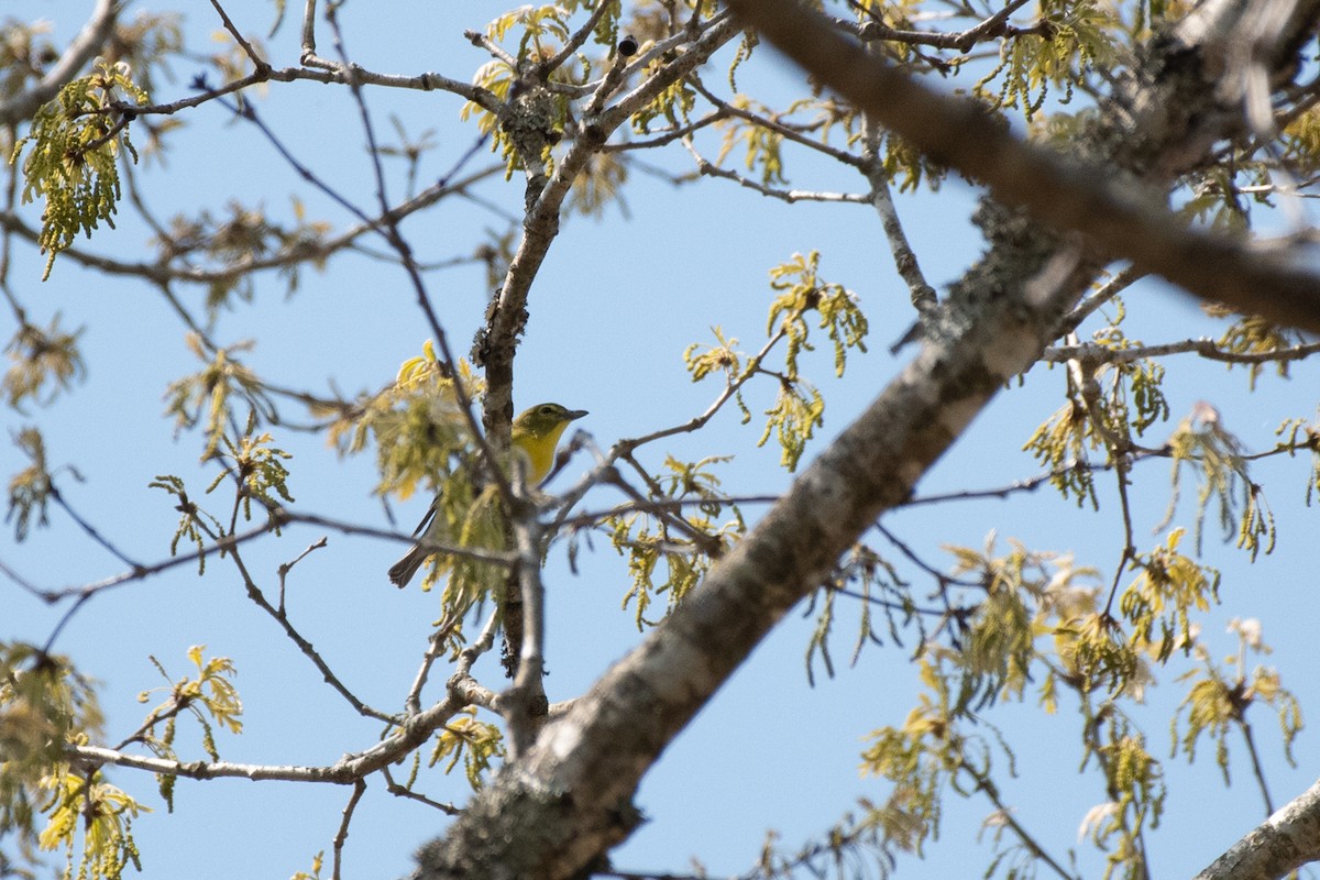 Yellow-throated Vireo - ML324043821