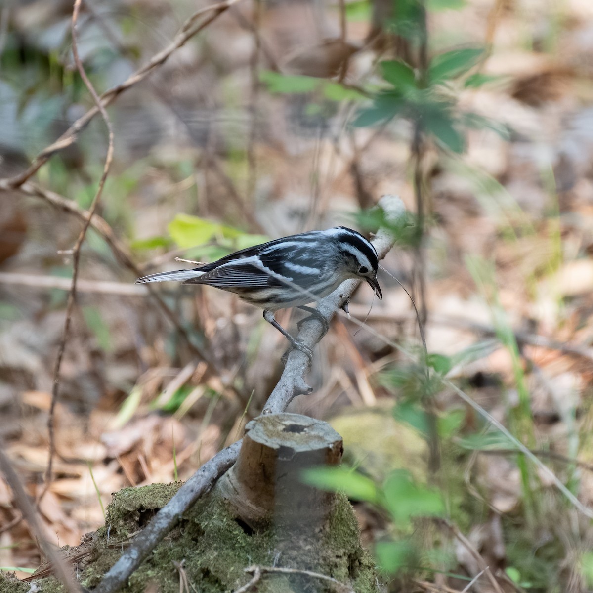Black-and-white Warbler - ML324044231