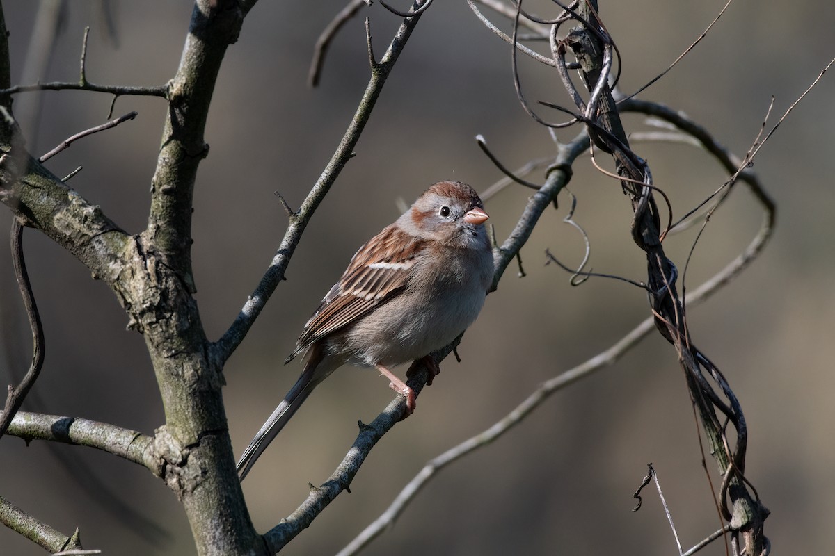 Field Sparrow - ML324044651