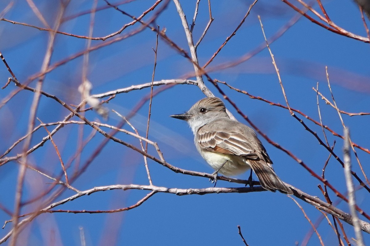 Ash-throated Flycatcher - Mark Otnes