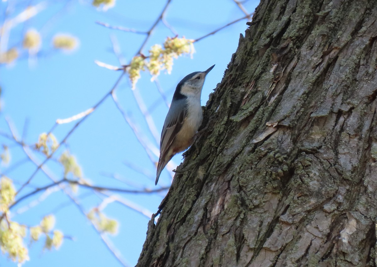 White-breasted Nuthatch - ML324045811