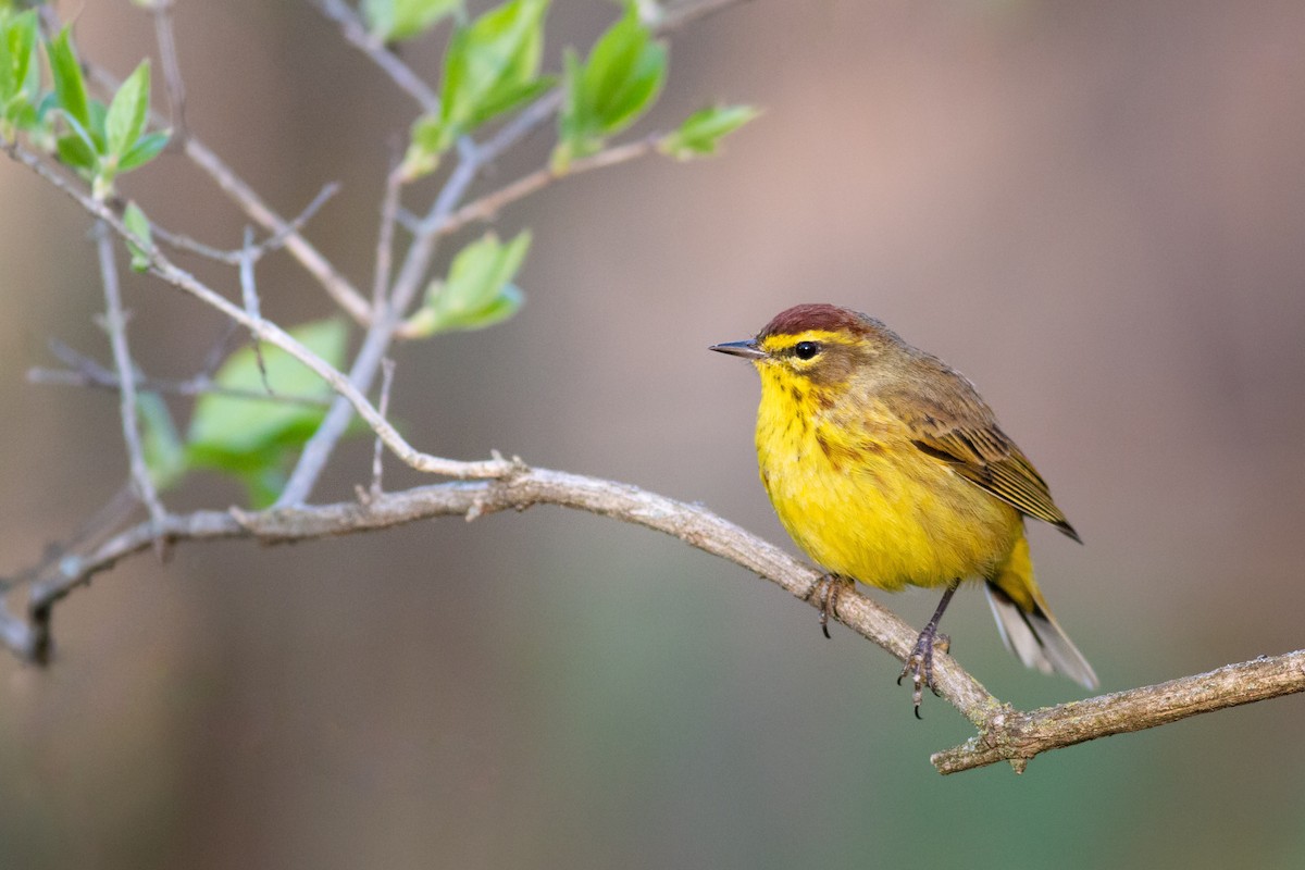 Palm Warbler - ML324047131