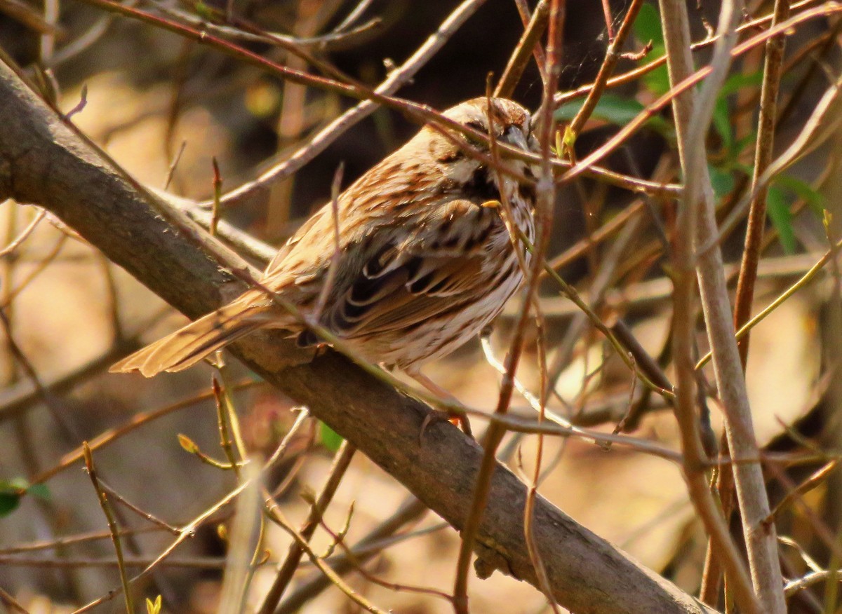 Song Sparrow - ML324049791