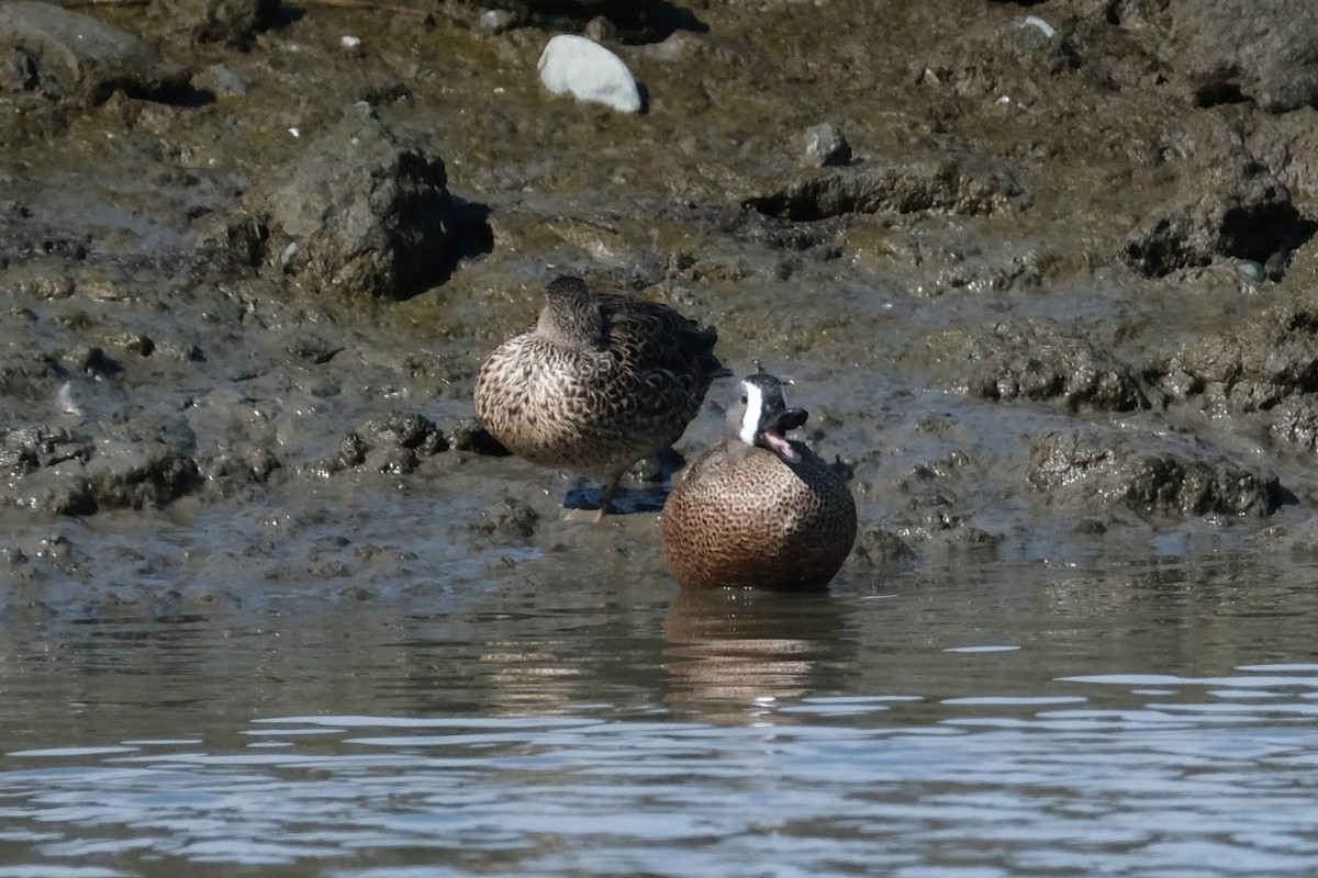 Blue-winged Teal - Emilie D